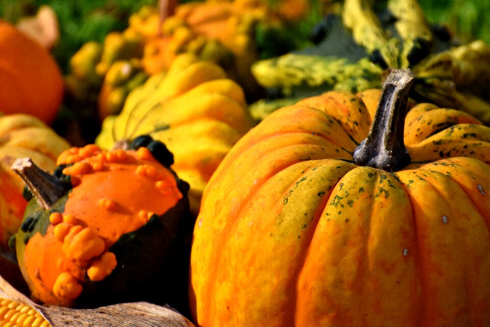 Decoration decorative squashes thanksgiving