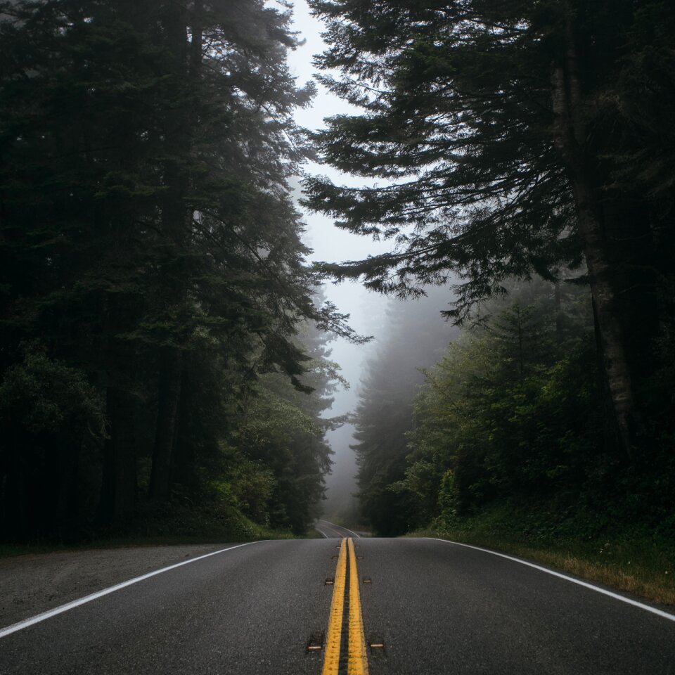 Streets asphalt forests