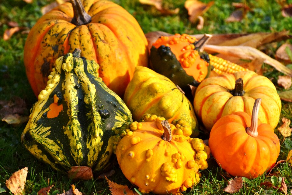 Decoration decorative squashes thanksgiving