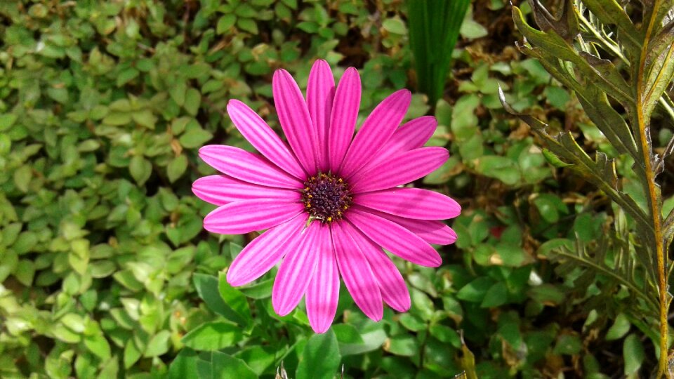 Blooming plant spring photo