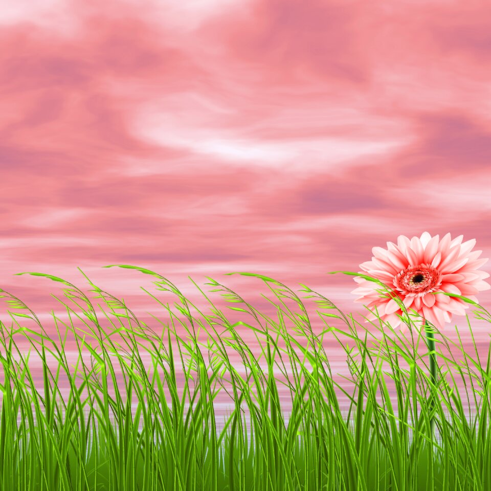Pink flower background sky green grass