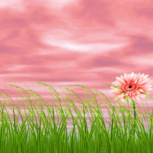 Pink flower background sky green grass photo