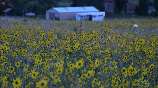 Flower yellow sunflower field