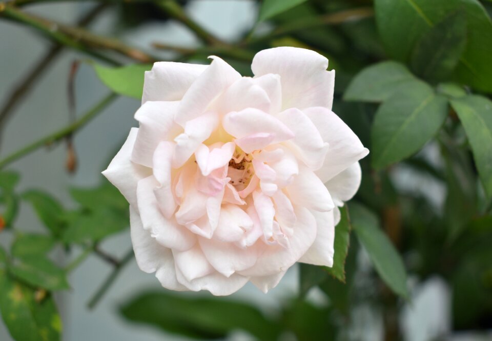 Floral nature love