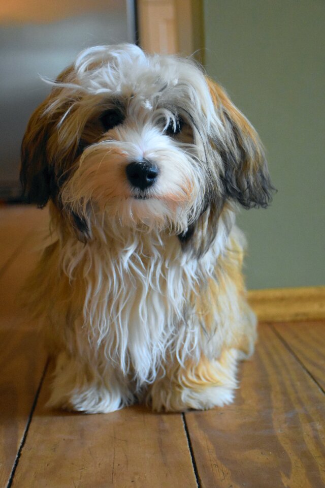 Small dog good pet