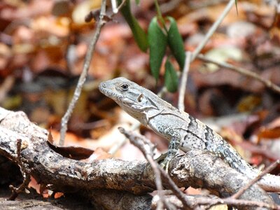 Lizard reptile natural park