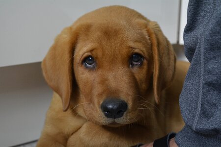 Quadruped brown cute