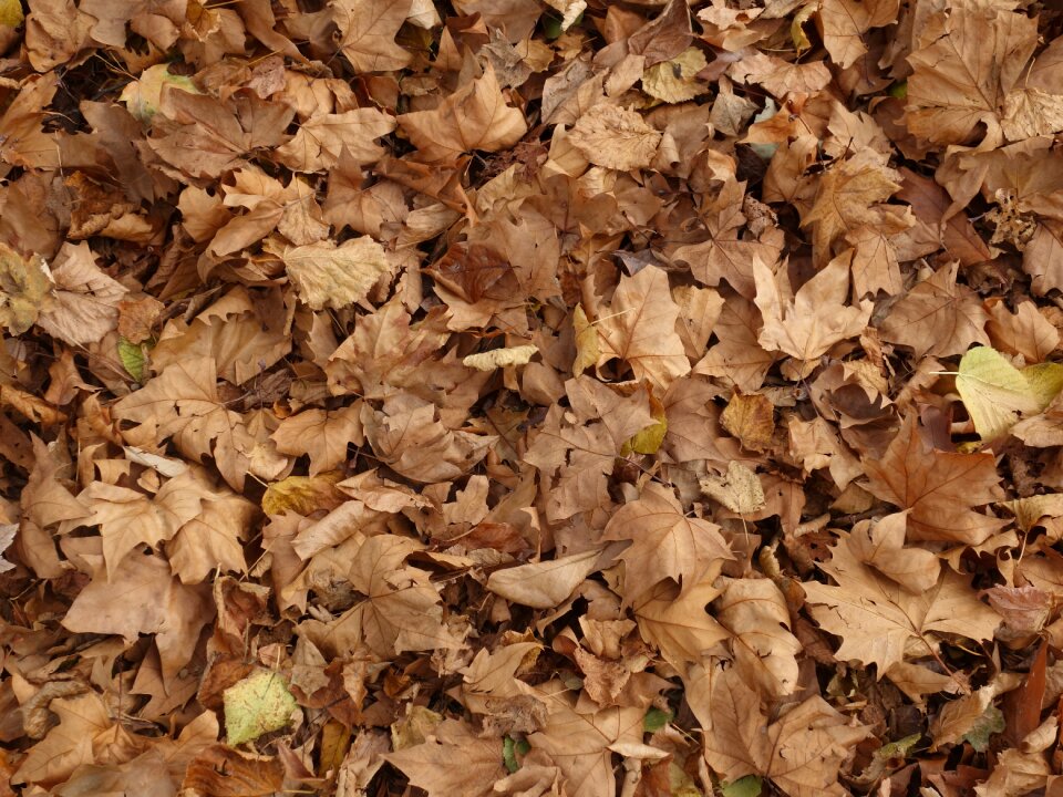 Platanen leaves autumn dry