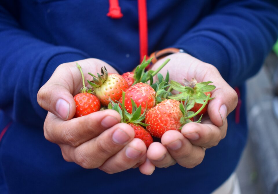 Food berry natural photo