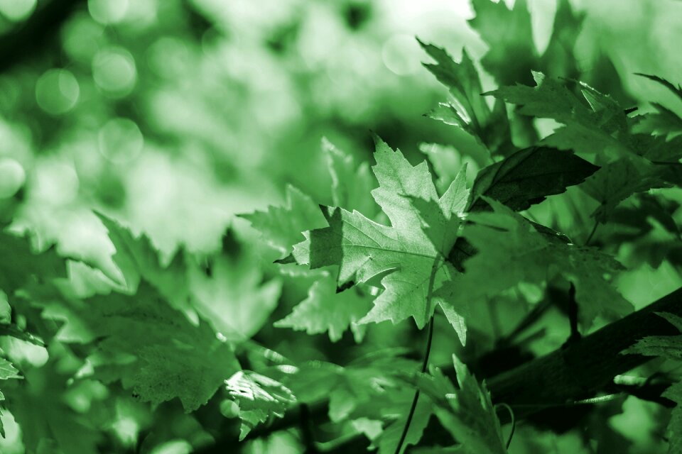 Nature tree garden