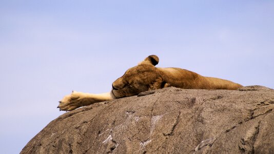 Lioness animals lyon photo