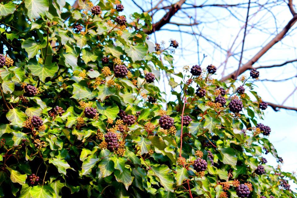 Berries germany karlsruhe