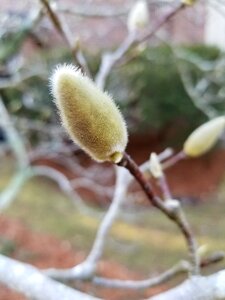 Outdoors branch tree