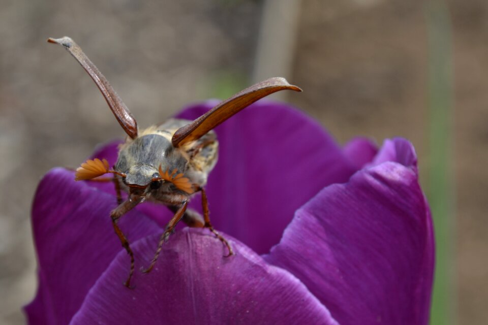 Garden color insect