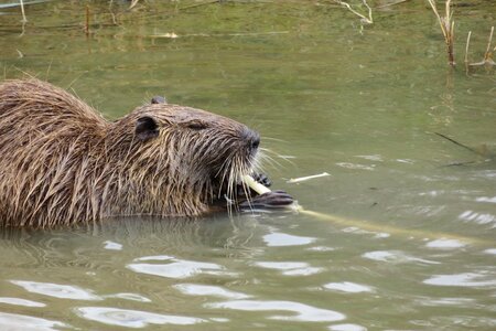 Eat bamboo animal