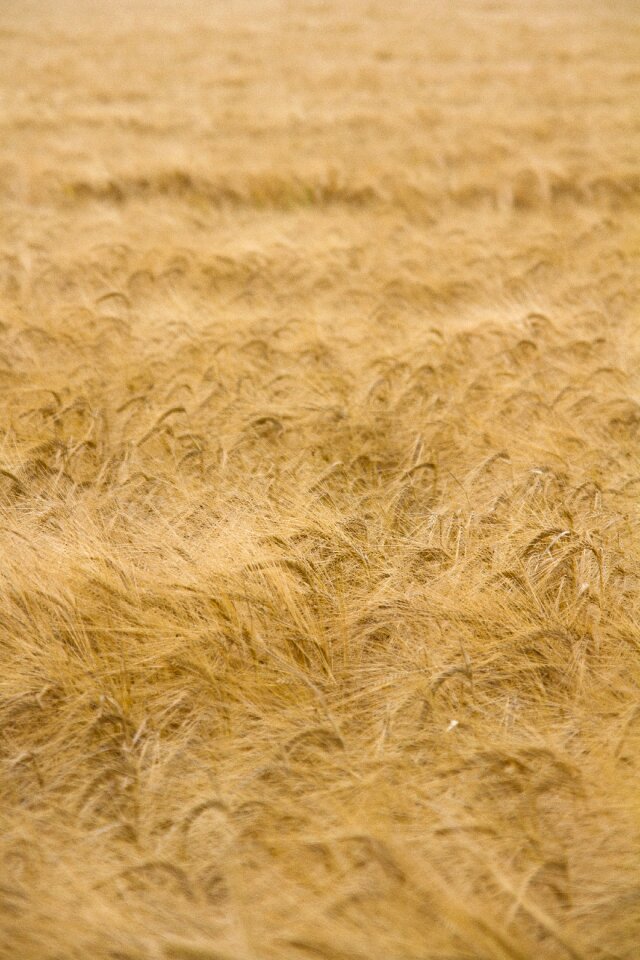 Crop farm summer