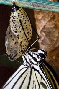 Insect animal bug photo