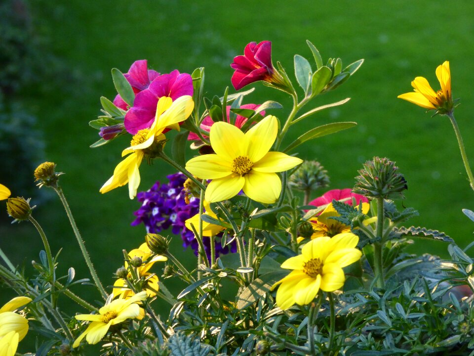 Nature summer colorful