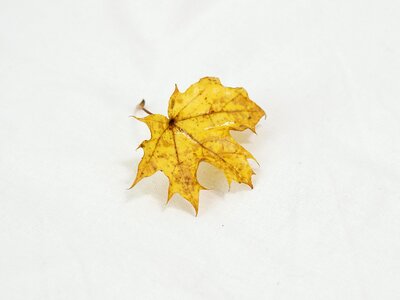 Leaves nature discoloration
