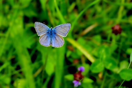 Grass leaf butterfly photo