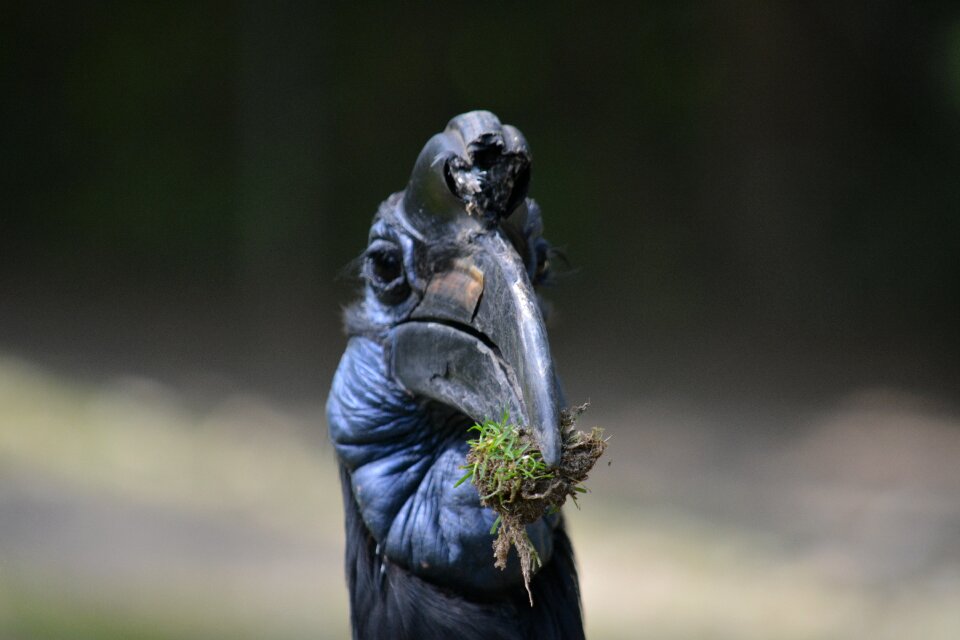 Nature peacock pride