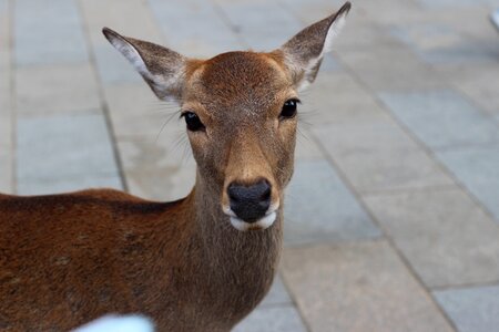 Small deer deer small animals
