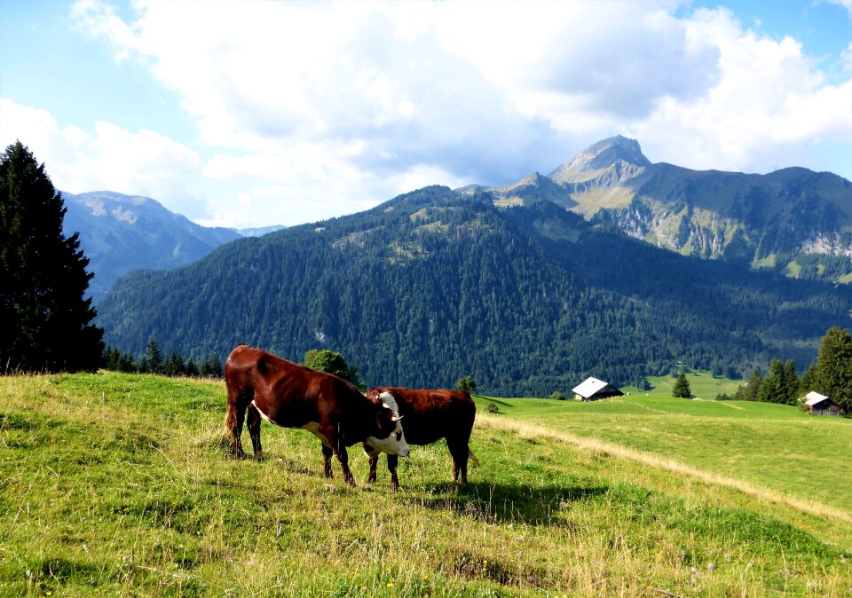 Breeding livestock prairie