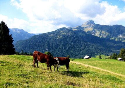 Breeding livestock prairie