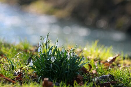 Plants flower bulbs spring