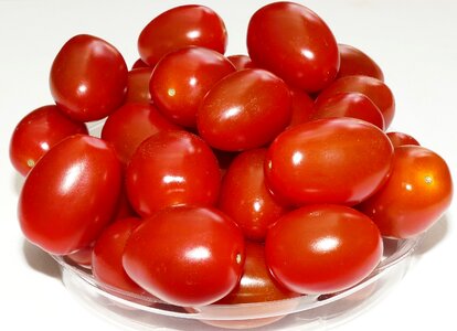 Grown solanum lycopersicum xitomatl
