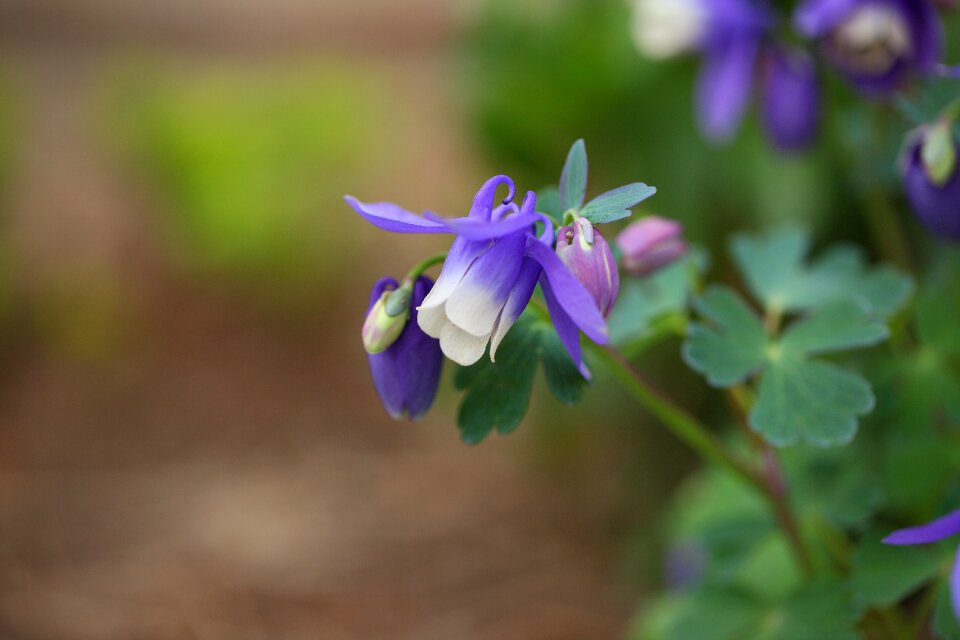 Outdoors garden wildflower
