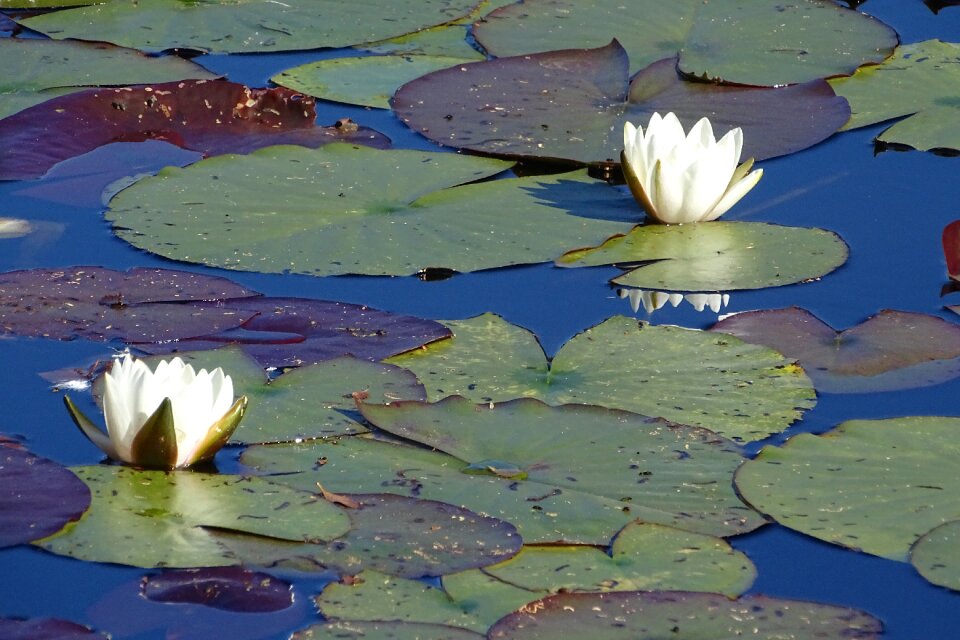 Water lily nature Free photos