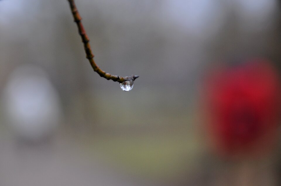 Wet branch tree photo