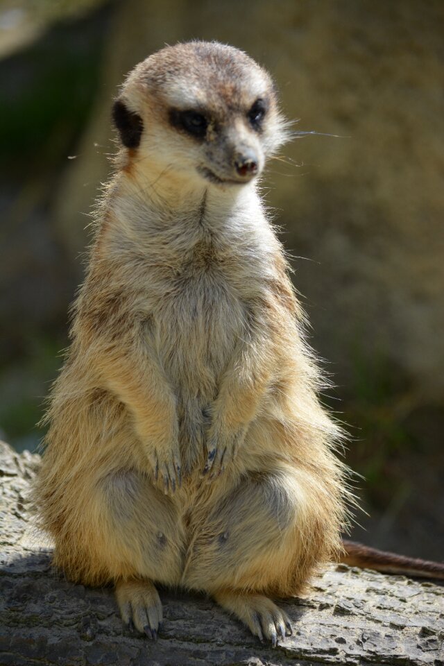Cute vigilant alarm