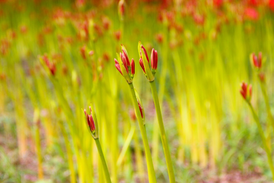 Japan at the village of rice bag