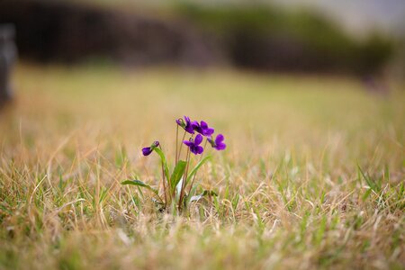 Hayfields outdoors flowers