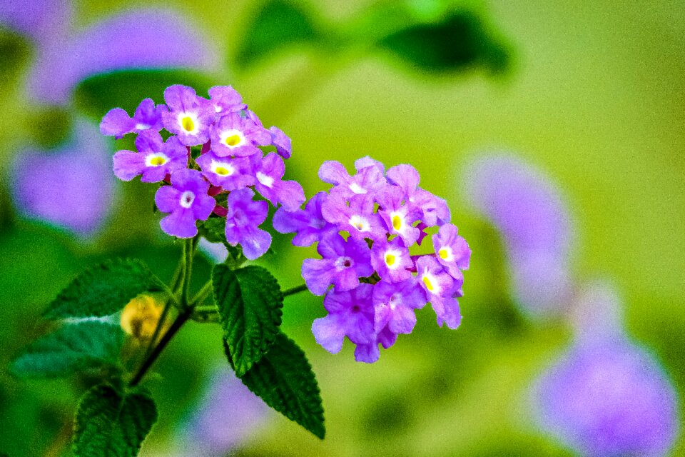 Plant summer garden
