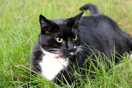 Cute domestic kitten photo