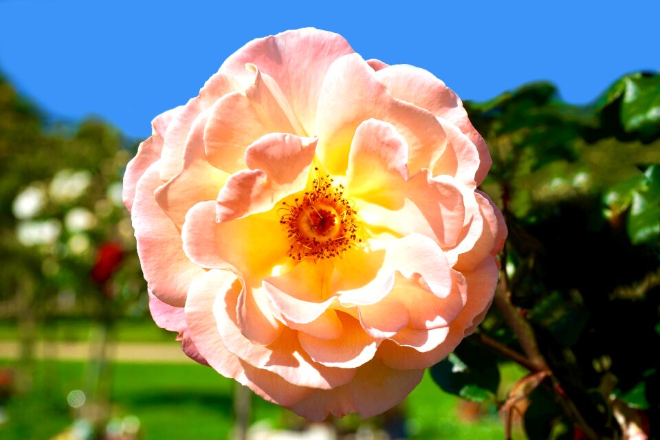 Blossom petal pink flowers