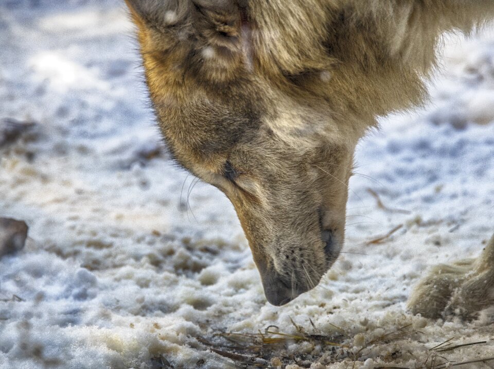 Mammal wild cold