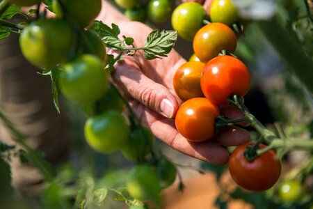 Leaf agriculture tomato