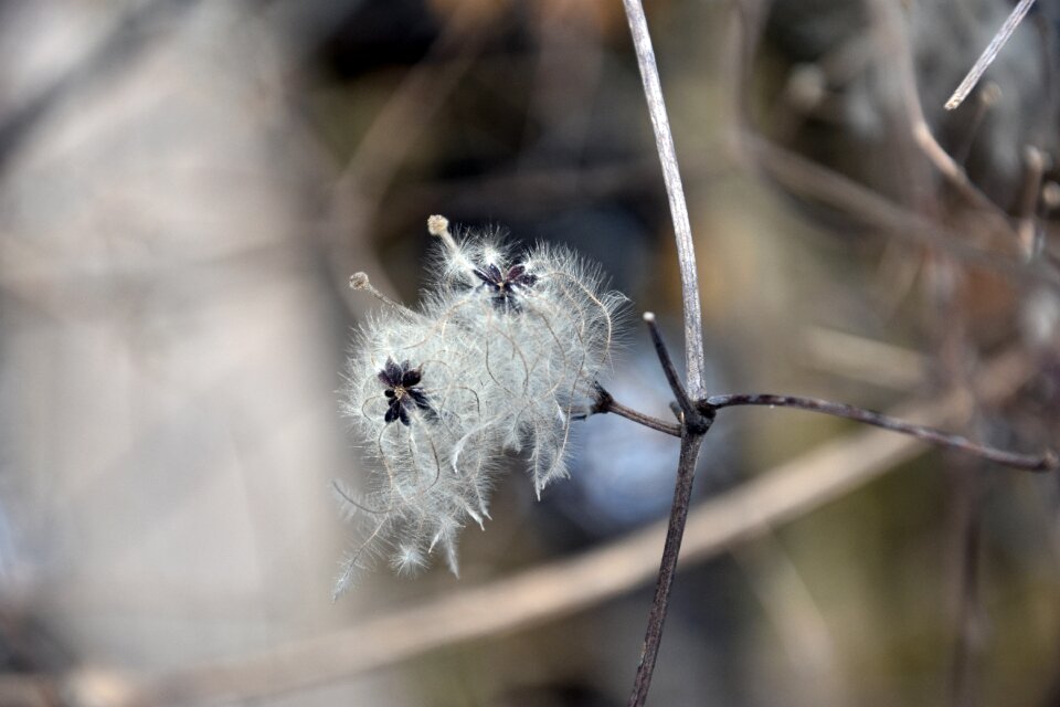 Frost spring austria