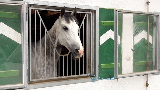 Well isi horse view ising