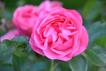 Pink flower rose blooms photo
