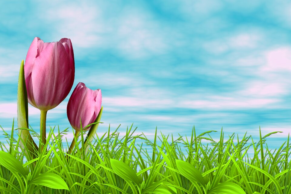 Nature tulip celeste
