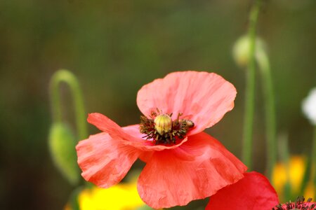 Floral blossom petal