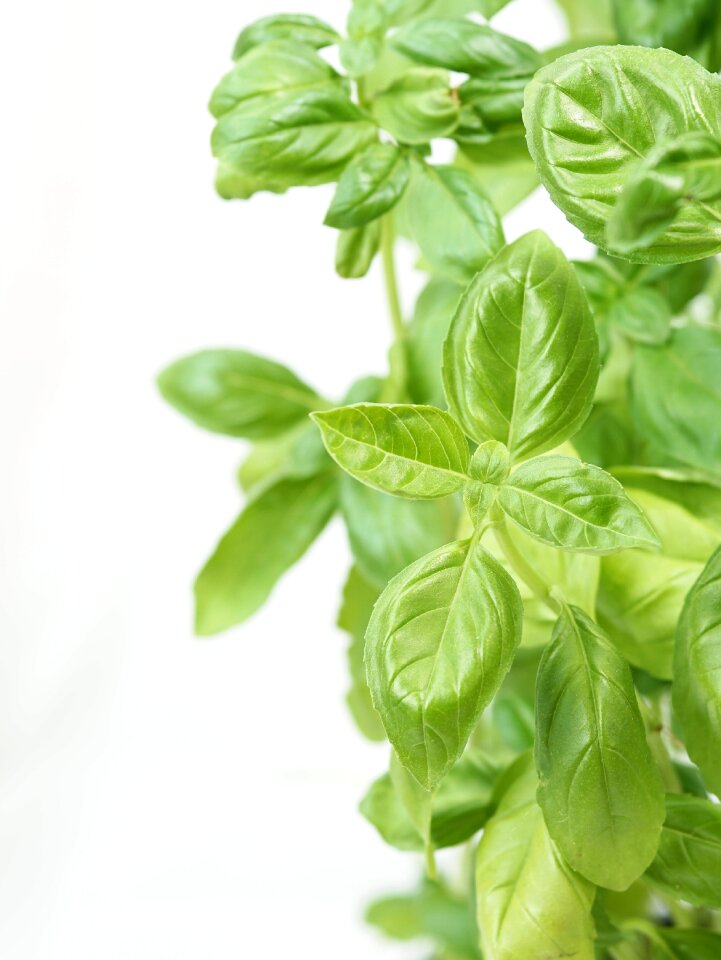 Spice herbs food