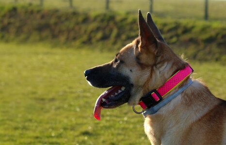 Dog profile animal
