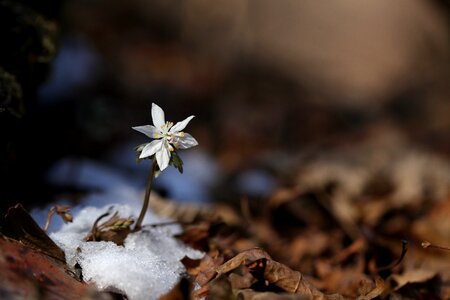 Leaf wood wildflower