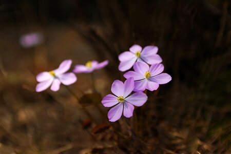 Outdoors petal wildflower photo